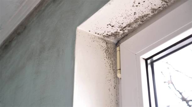 Best Residential Mold Removal  in Eldorado At Santa Fe, NM
