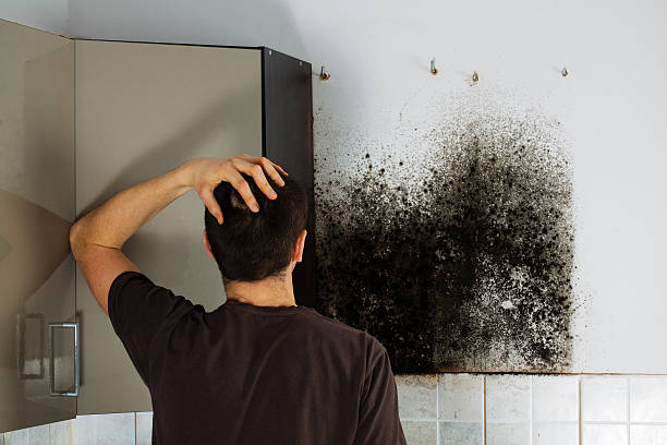 Attic Mold Removal in Eldorado At Santa Fe, NM